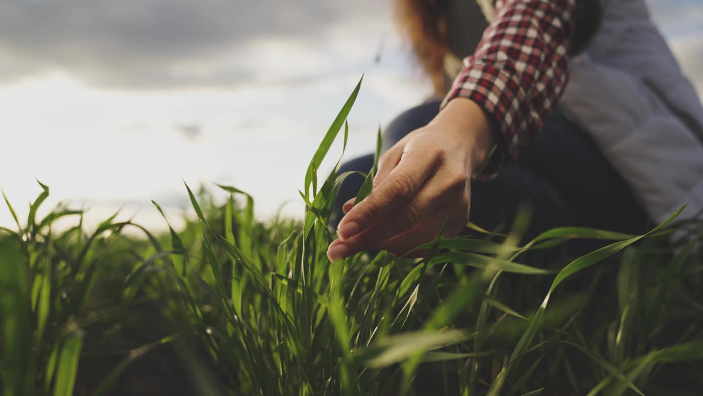 A hand running through young grass in a pasture field