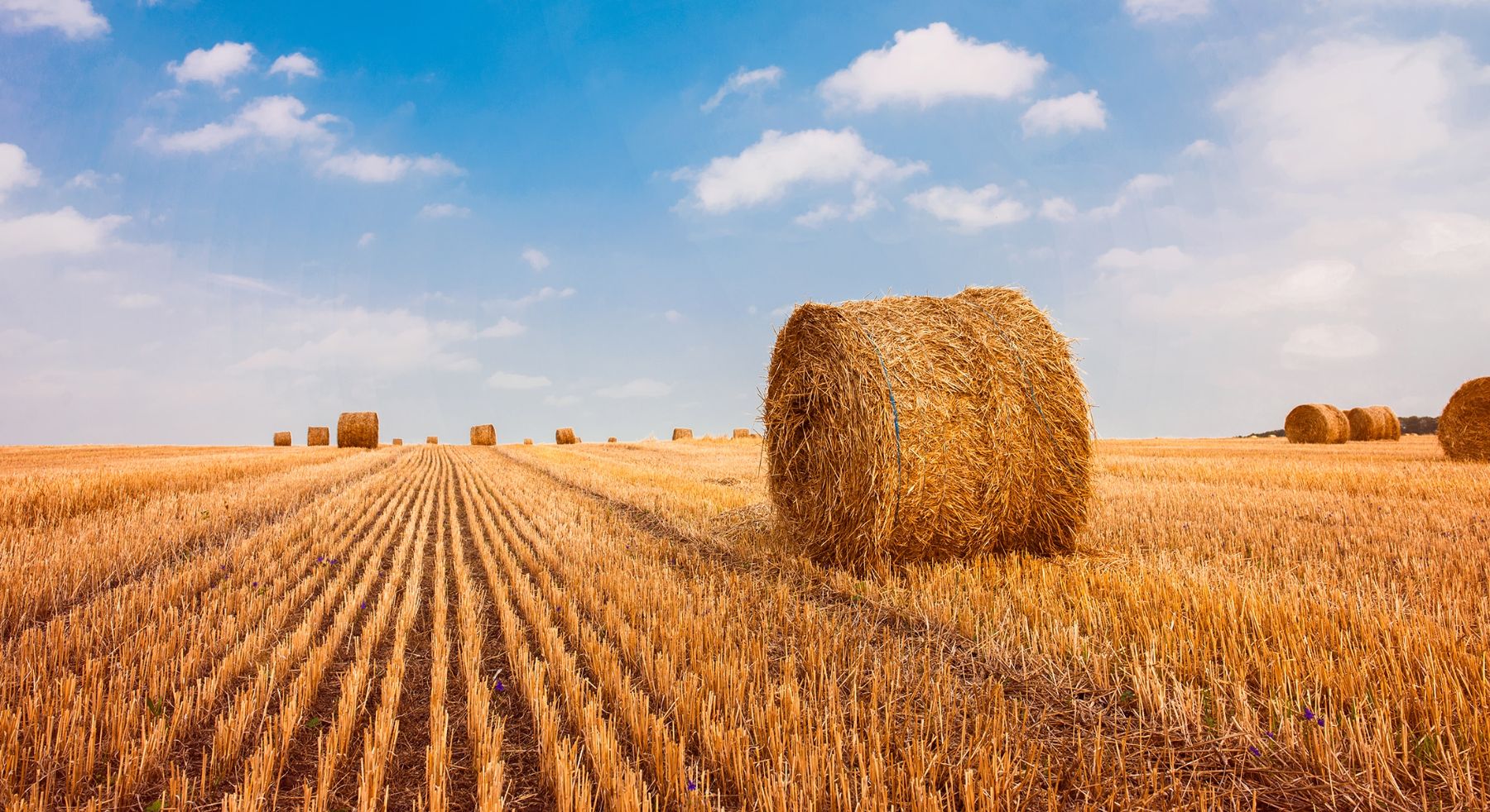 Round bales wrapped in Fine Twine net wrap in a harvested field