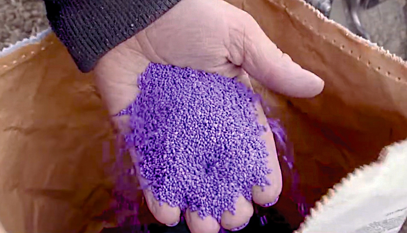 A handful of treated purple alfalfa seed from an open bag